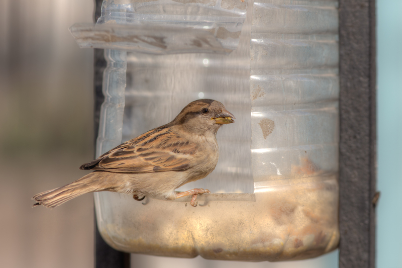 waste removal waste disposal